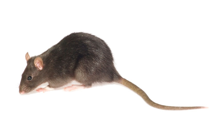 Manejo Integrado De Roedores